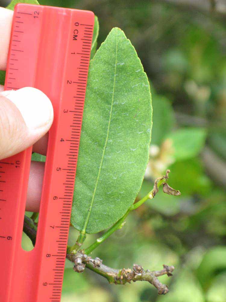            Unifoliolate leaf (Key, Winter Haven, FL)   